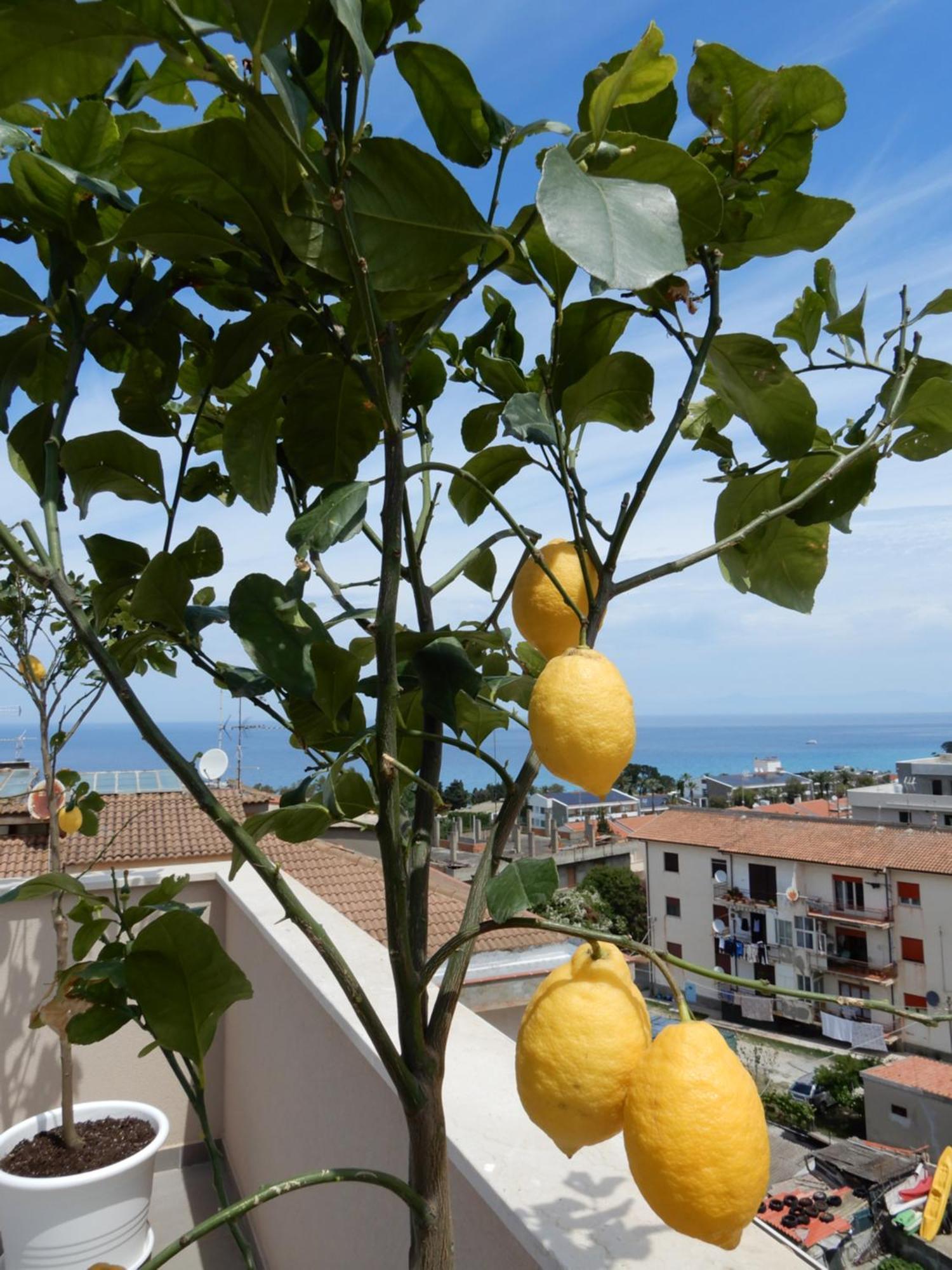 Middle Town Palace Tropea Bagian luar foto